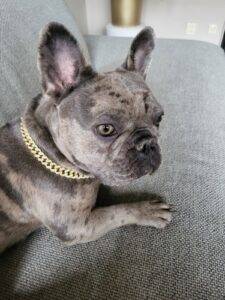 The Lavish | Iced-Out Cuban Collar Cat Collars Dog Collars Trending Now Heads 2 Tails